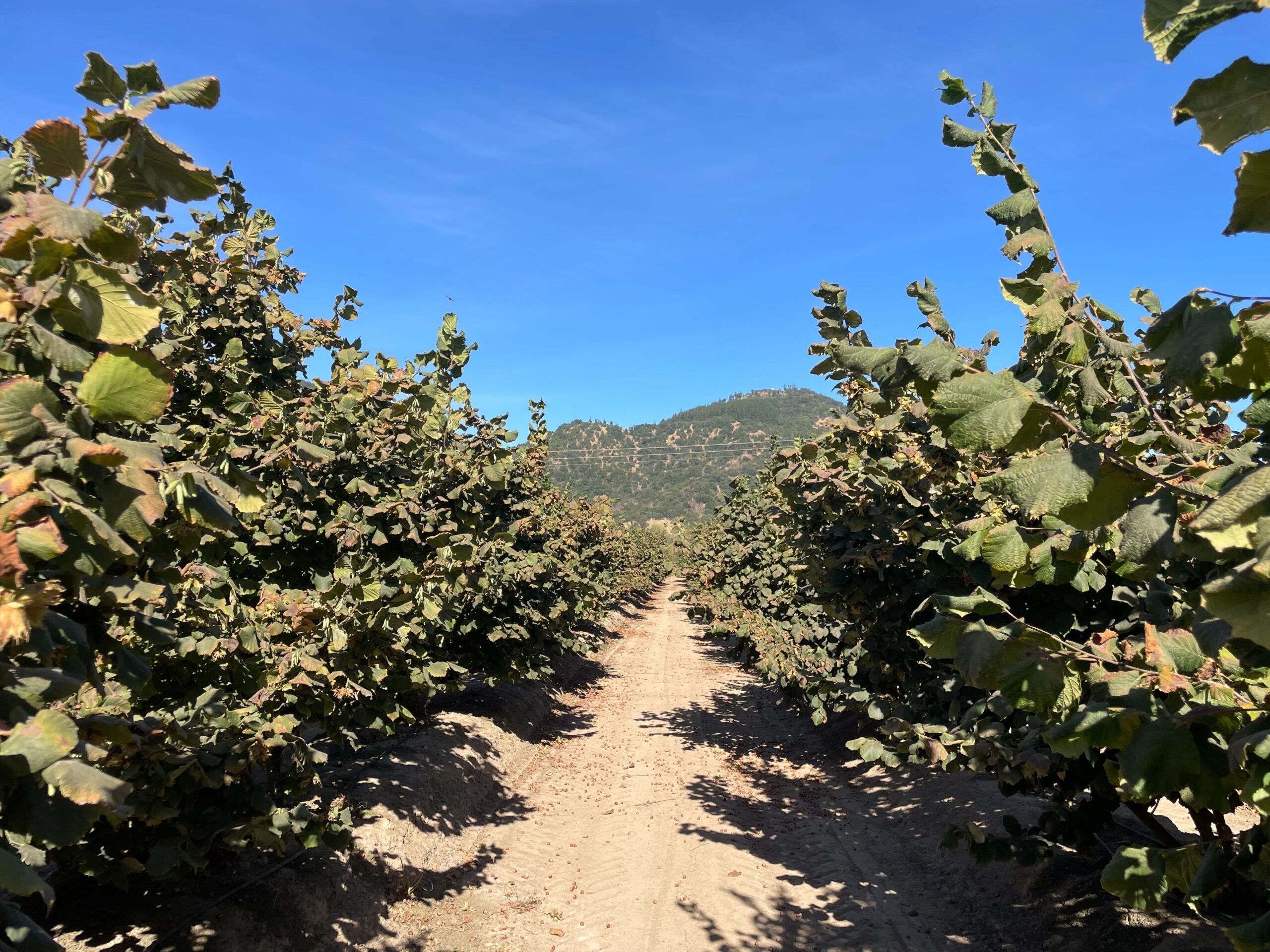 Arva and ANASAC Partner to Reward Chilean Farmers for Regenerative Practices