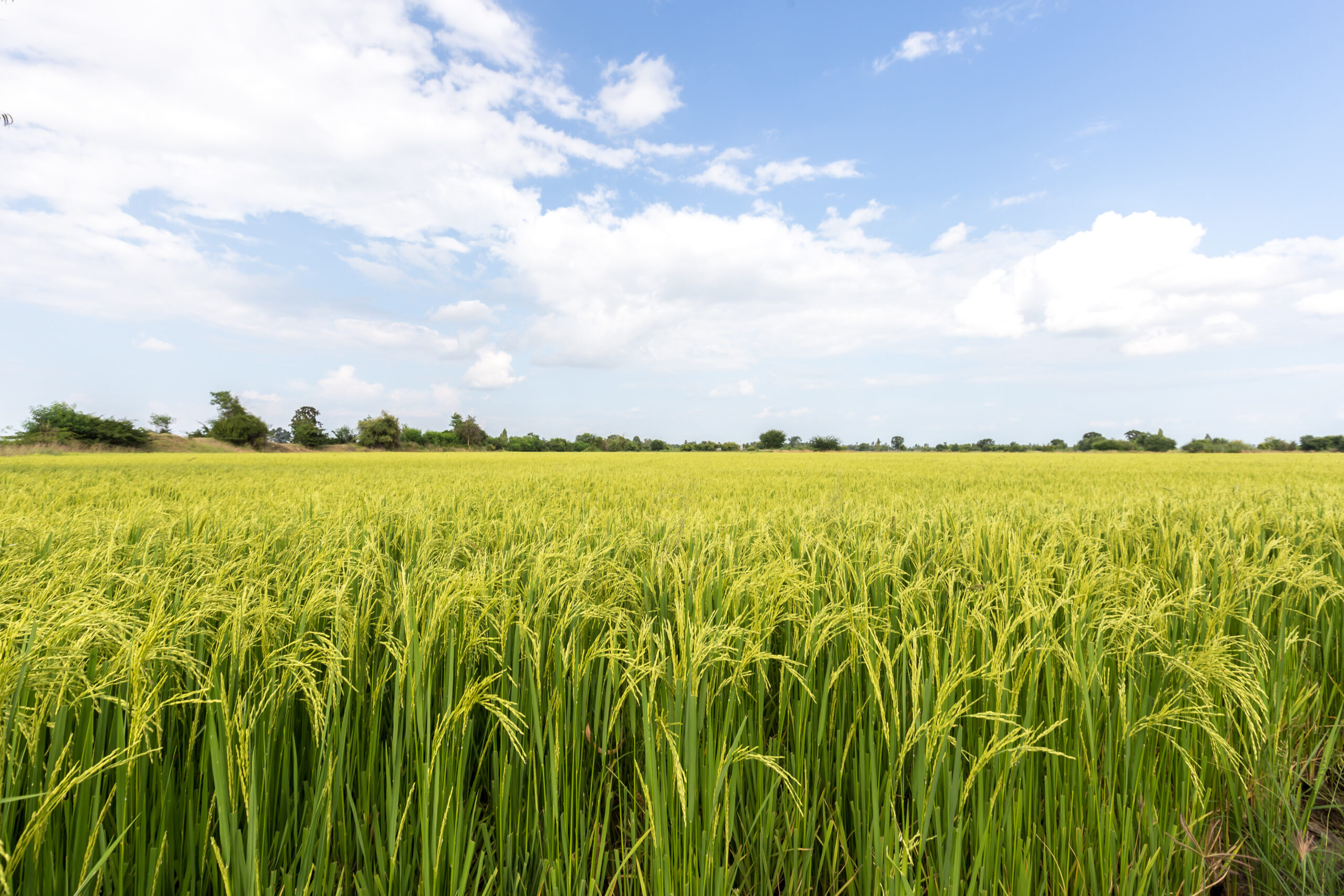 Unlocking Sustainable Rice Cultivation: A New Era for Regenerative Agriculture