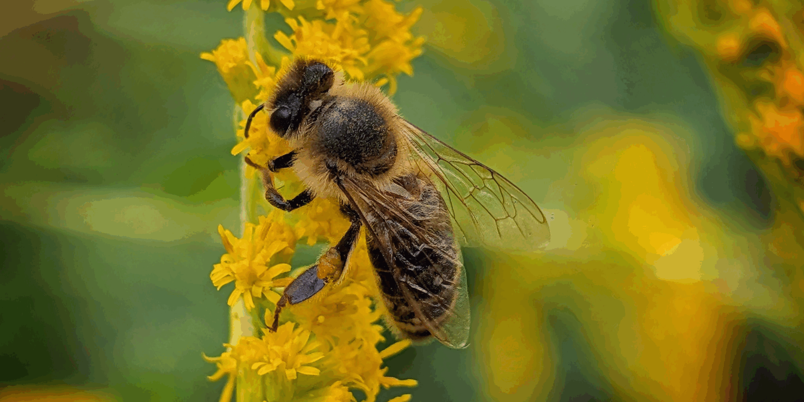 Arva and NatureMetrics Announce Partnership to Deliver Nature Intelligence Solutions for Climate and Biodiversity