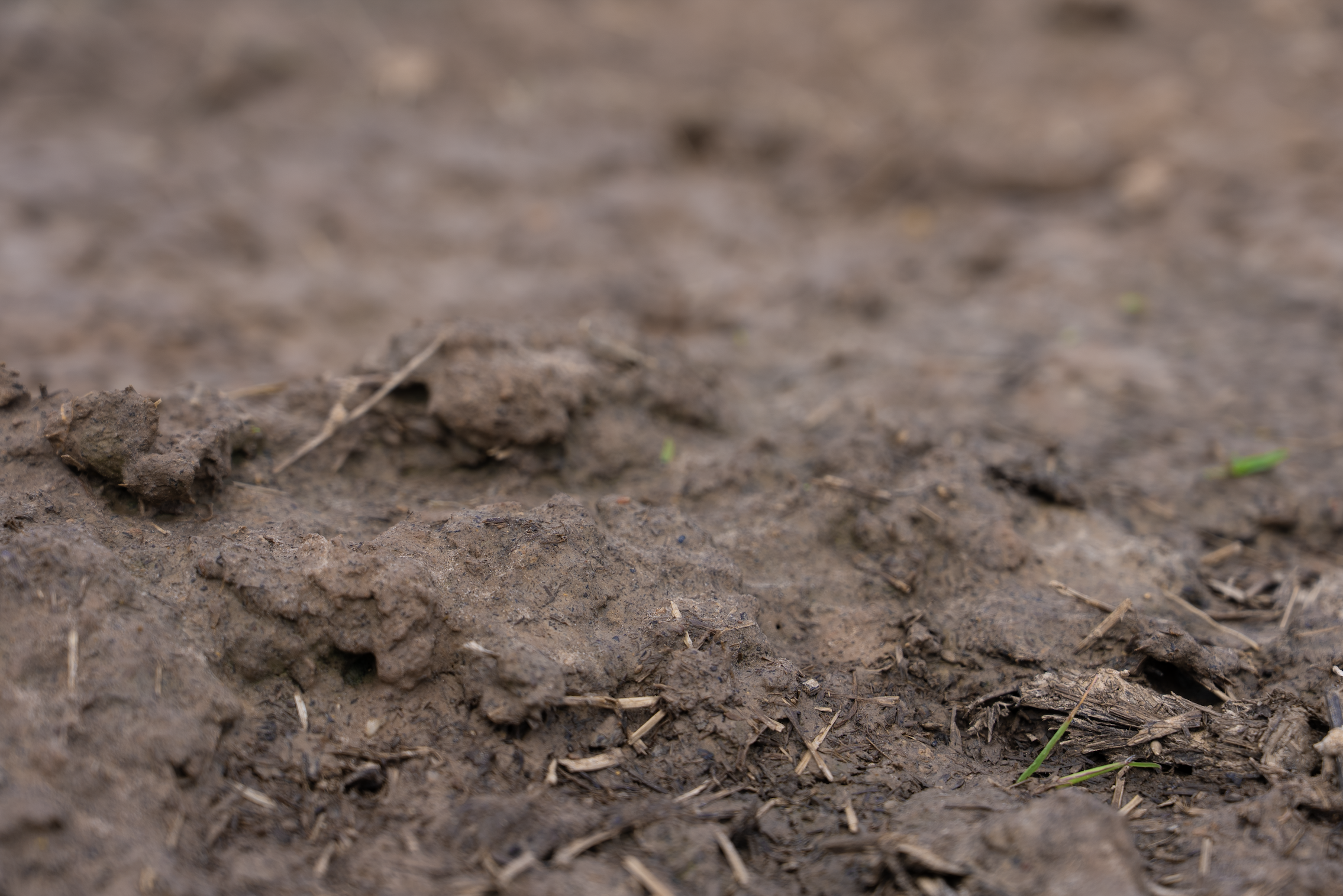 Soil Bacteria and Fungi Emerge as a Top Predictor of Childhood Allergic Disease